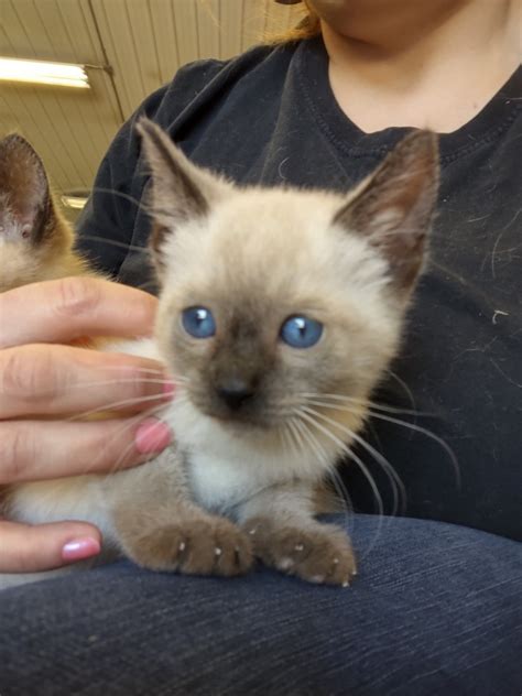 Kittens for sale scranton pa. Browse search results for ragdoll kittens Pets and Animals for sale in Scranton, PA. AmericanListed features safe and local classifieds for everything you need! 