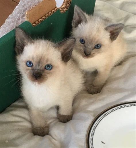Himalayan & Persian Kittens -Ecuarico Tropicats, Chicago, Illinois. 10,534 likes · 166 talking about this. Contact me at: 773-631-7763 /Located in Chicago Il.60630 tropicecuarico7@msn.com