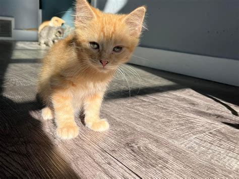 Kittens for sale wichita ks. Beauties and Beasts is a state-licensed 501(c)(3) death row rescue located in Wichita, Kansas. Our purpose is to rescue death row animals from the shelter and in our community and place them in foster homes where … 
