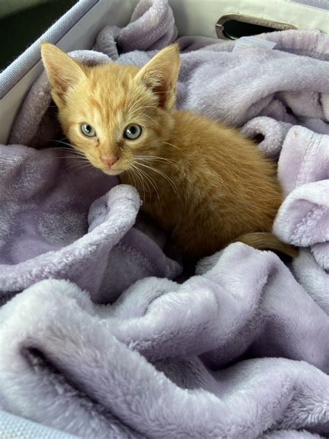 84 Adorable kittens for sale & cats for adoption - salem,