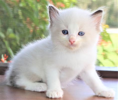 Kittens orlando. Jul 20, 2023 · 10 Ragdoll Kitten Breeders in Florida: 1. Compass Ragdolls. Visit Their Website. Daytona Beach, FL. This small cattery is devoted to breeding kittens with excellent bloodlines and health. The kittens are raised in the breeder’s home and socialized. 
