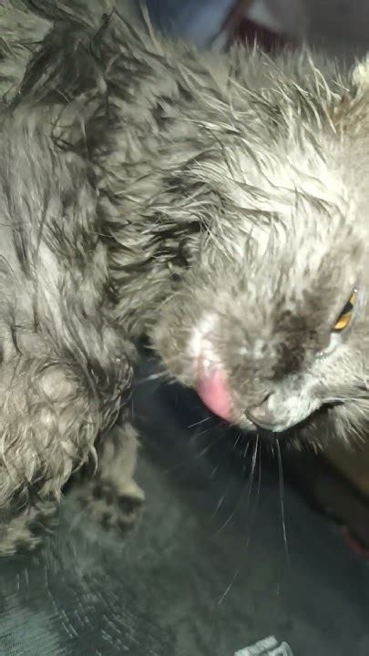 Kittieo Onlyfans Leak