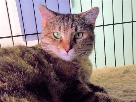 Kitties and kanines shelter. Search for cats for adoption at shelters. Find and adopt a pet on Petfinder today. 