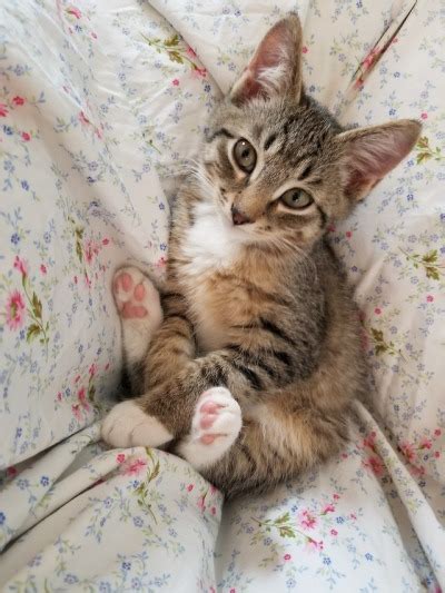 Kittiesntitties Onlyfans Leaked [CLIP] 😈 236 Pics