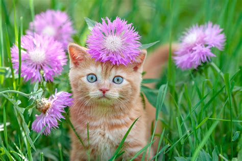Kitty's flowers. Celebrate this wonderful gift with beautiful baby flower arrangements, baby gift baskets, and plush animals. Remember to send something special to the new mom and dad in Maryland with your local florist, Kitty's Flowers. Call or click. 