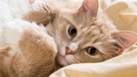 so smart kitty lovely love so much Beautiful kitty #reels #fbreels #kitten. Dirty Kitten · Original audio. 