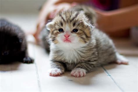 Kitty.Baby.Cat Onlyfans Leak [SEX VIDEO] 71 Photos