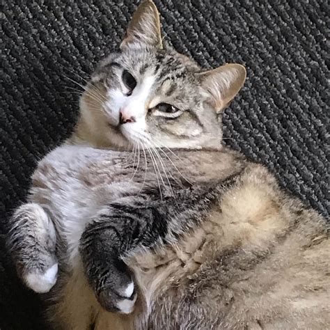 Kittycattoebeans Leaked [SEX VIDEO] 💋 70 Photos