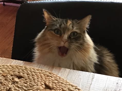 🍆 Kittygy Onlyfans Leaked (SEX)