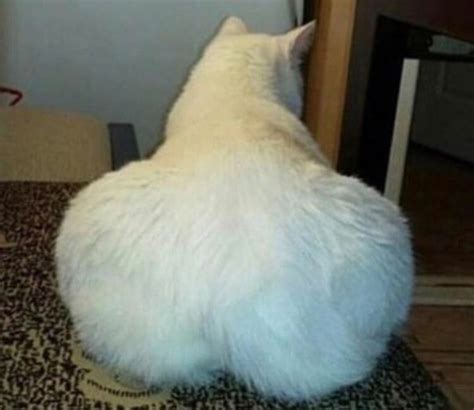 Kittysoftbutt Onlyfans Leak