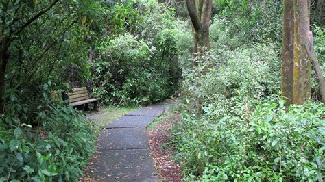 Kiwi Guardians at Riccarton Bush - Department of Conservation