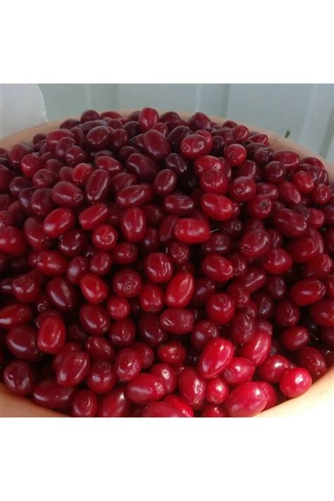 Kizilcik Halı ve Koltuk Yıkama