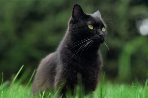 Kizz Cat Onlyfans Leak