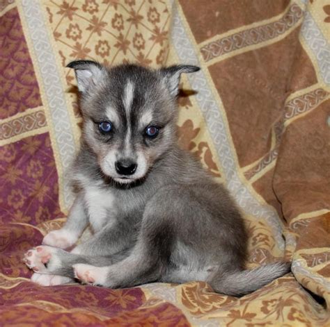 Klee kai for adoption. Alaskan Klee Kai/. MA. Find Alaskan Klee Kai puppies for sale. Near Massachusetts. This striking, small, and intelligent breed thrives off of exercise and activity. The Alaskan Klee Kai is eager to please and incredibly loving to their … 