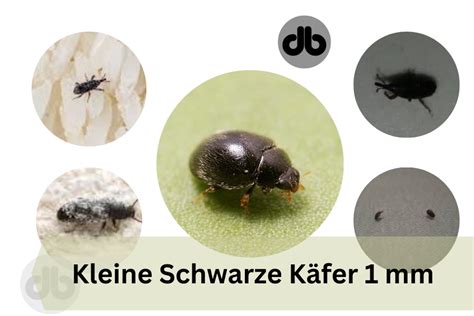 Kleine schwarze käfer 1 mm