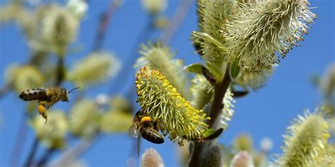 Kleine und große Weiden im Garten Kleepura Ratgeber