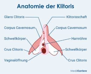 Klitoris Geschwollen
