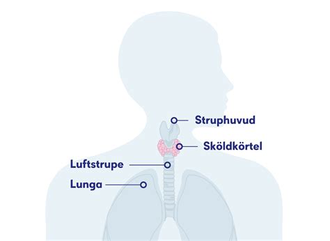 Knöl i tyreoidea inklusive SVF sköldkörtelcancer - Viss.nu