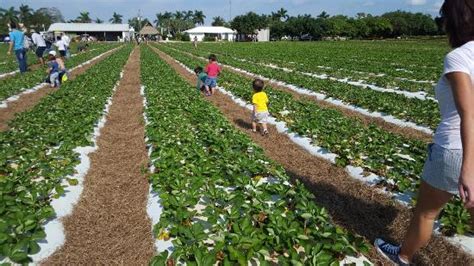 Knaus berry farm. Oct 25, 2565 BE ... Traditionally, the farm opens every last Tuesday in October through April, during the Redland farming season in Miami-Dade. They will soon have ... 