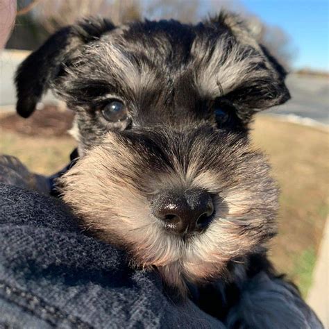 Knightingale schnauzers. **Adoption Pending** This beautiful girl is now retiring and available for adoption! Marvel is super sweet and loving. She is up to date on her... 