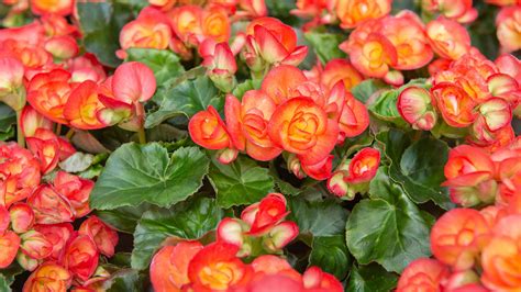 Knollenbegonien ein unverzichtbarer begleiter tuberous begonias an essential guide. - Building a sustainable business a guide to developing a business.