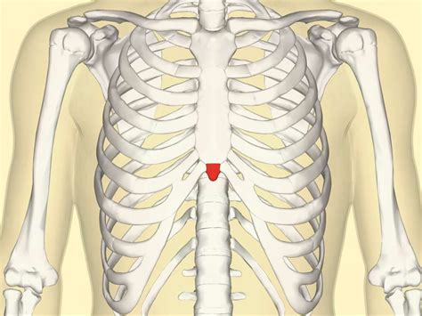 The sternoclavicular (SC) joint is the link between the clavicle (collarbone) and the sternum (breastbone). The SC joint supports the shoulder and is the only joint that connects the arm to the body. Like the other joints in the body, the SC joint is covered with a smooth, slippery substance called articular cartilage.