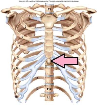 Sternum. The sternum (aka breastbone) is