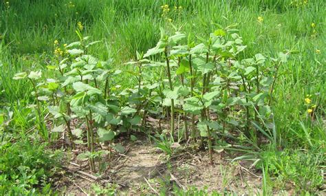 Knotweed Washington State Department of Agriculture