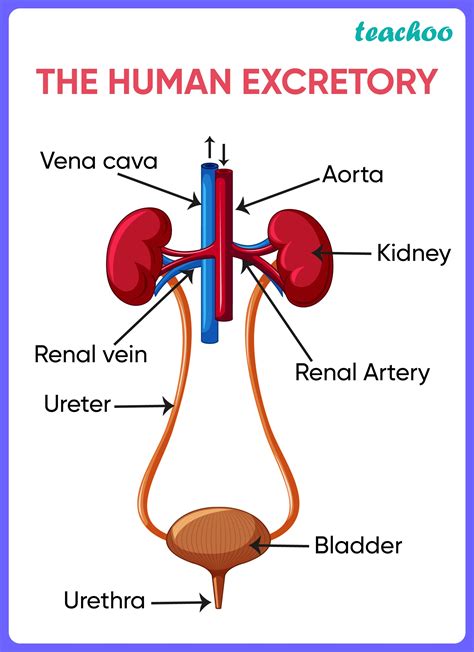 Know How Excretory System Works Here New Health …