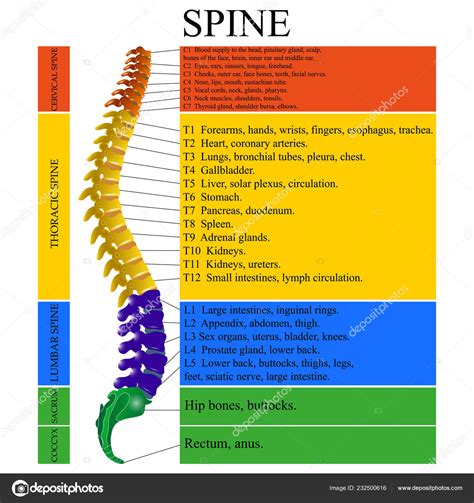 Know the function of each part of the spine the number …