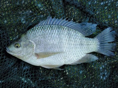 Know your tilapia species Farmer