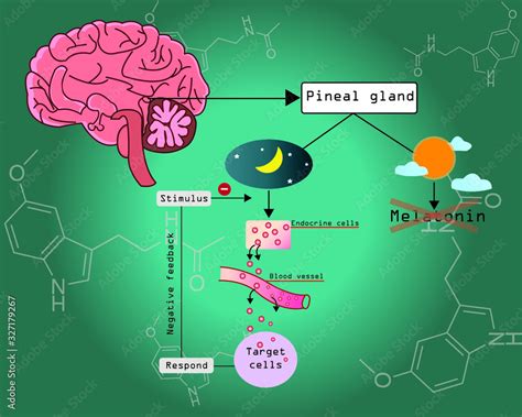 Knowing about these 2 important hormones can make you sleep …