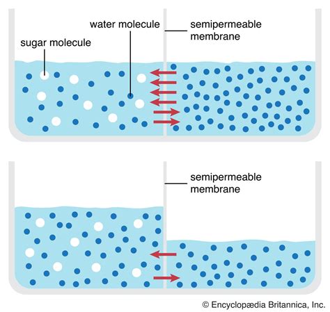 Knowledge diffusion osmosis.  As a result of drinking seawater, osmosis wil...