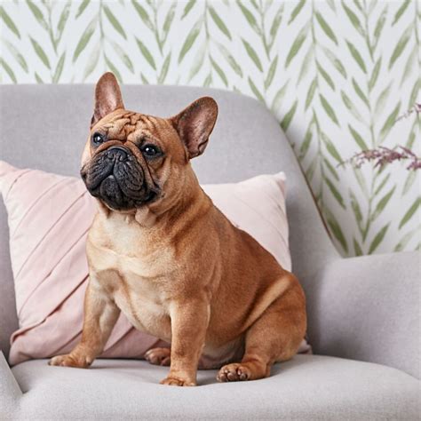 Known for their distinctive bat-like ears and playful nature, French Bulldogs have become one of the most popula