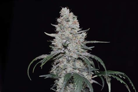 Knows candy strain. "20/20 Knows Candy auto" cannabis grow journal. Strains: Twenty20 Knows Candy by unit420. Grow room 1, growing in . Harvest yield, seeds review, grow details. 