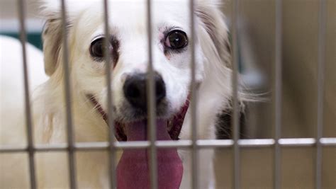 Knoxville animal shelter. Things To Know About Knoxville animal shelter. 