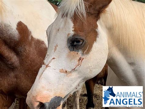 Horses for sale | Knoxville, TN - Updated April 2024 . Add 