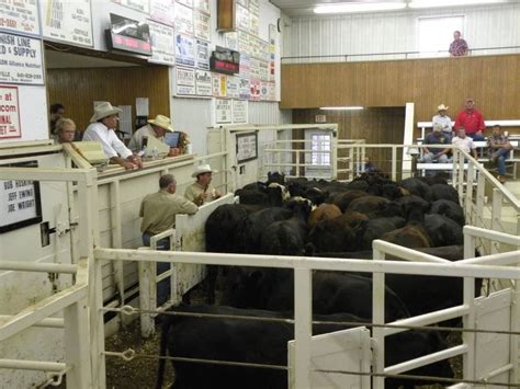 Knoxville Livestock Center; Archived Report. ... Market Notes Compared to last week, feeder classes measuring 3.00 lower overall with lower-quality offerings noted .... 