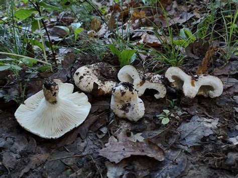 Koç Mantarı-Koçak Mantarı (Russula delica) Mantarlı Yaşam. 