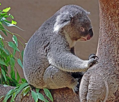 Koala: Phascolarctidae Encyclopedia.com