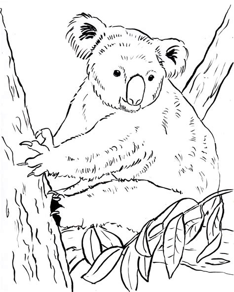Koala Bear Coloring