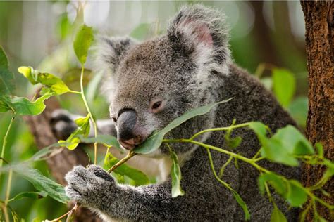 Koala Food - Etsy