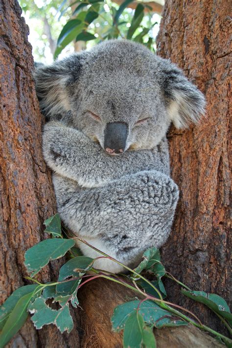 Koala sleep. Koalas are often regarded as cute but dumb: slow, sleepy and incapable of change. But they have been known to approach humans for help. And maybe they have been set free by their remarkable diet. 