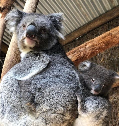 Koalas for Kids - Australian Koala Foundation