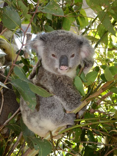 Koalay
