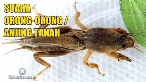 Kode alam erek erek orong orong. Pola pg soft gacor hari.