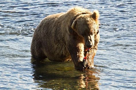 Kodiak bjørn. Polarbjørn (Ursus maritimus) og Kodiakbjørn (Ursus arctos middendorffi) er to forskellige arter, ikke kun med hensyn til deres kost, levested og udbredelse, men også med hensyn til deres adfærd. Det eneste fælles træk mellem de to rovdyr er deres størrelse. De er næsten af samme størrelse. Nogle forskere mener, at isbjørne er de største … 