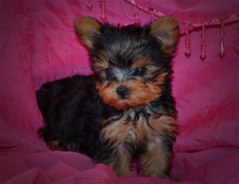Female, 10 Months Old. Austria Wolfsberg, AT.02, AT. $4,000. Europe. Americas. Asia Pacific. Browse thru Morkie Puppies for Sale near Rochester, New York, USA area listings on PuppyFinder.com to find your perfect puppy. If you are unable to find your Morkie puppy in our Puppy for Sale or Dog for Sale sections, please consider looking thru .... 