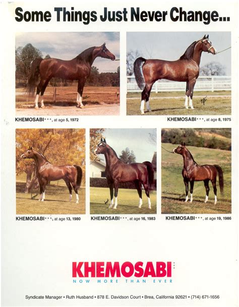 Kohinoor Arabian - All Breed Pedigree