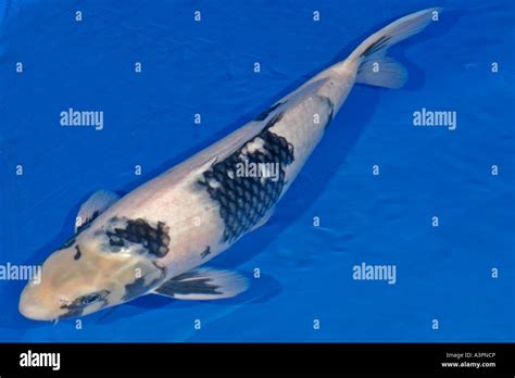 Koi (Utsuri.Mono) Leaked XXX 🔥 107 Pics